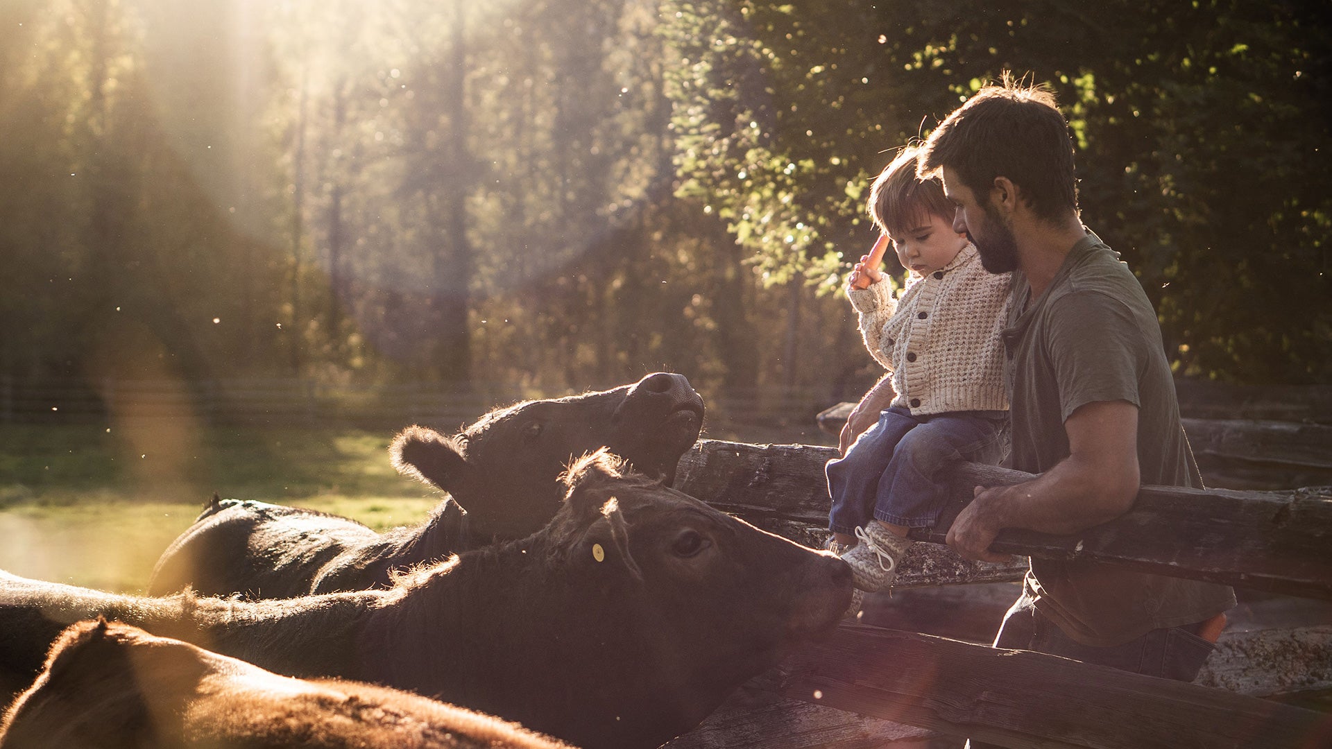 Little boy wearing his Padraig slippers feeding cows with his father. 